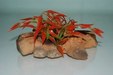 Vivarium Detailed Driftwood