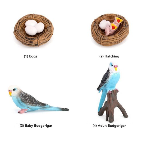 Pcs budgerigar growth - growth, cycle