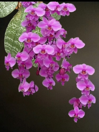 Phalaenopsis schilleriana - phalaenopsis,