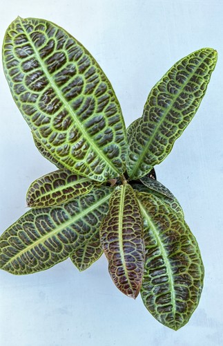 Labisia obtusifolia kura - labisia,