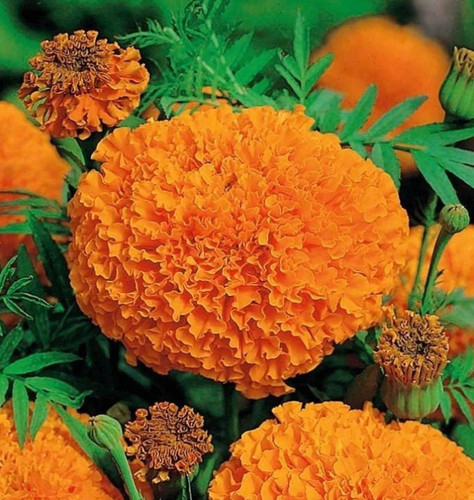 African marigold tall orange - african,