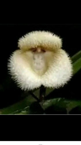 Rare pieces seeds - seeds, monkey