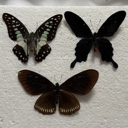 Entomology butterfly - a1/a-,