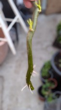 Rooted Tortured Contorted