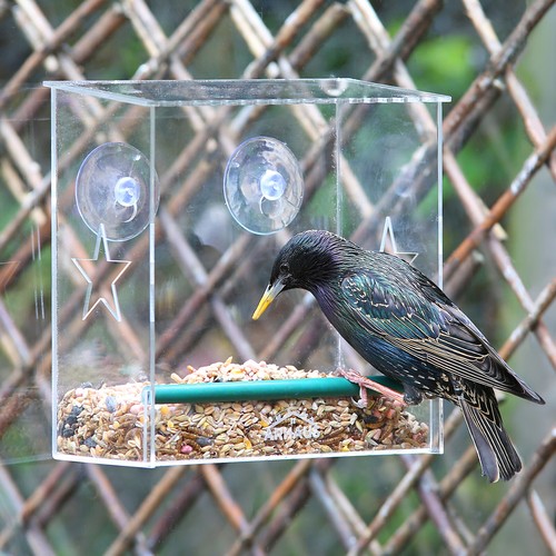 Glass window bird feeder - glass,