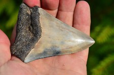 LOVELY 3.4"  MEGALODON SHARK TOOTH, BEST VALUE MEGS ,U.K db196