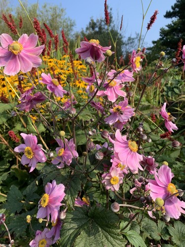 Anemone september charm - anemone,