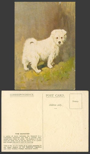 Samoyed dog puppy - samoyed,