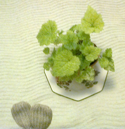 One piggyback plant - piggyback,