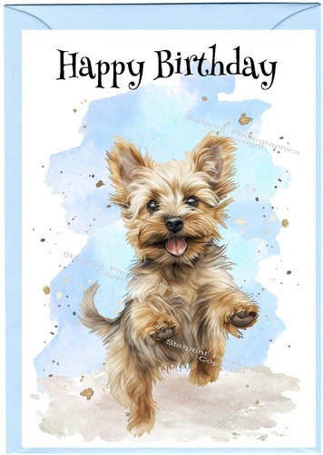 Yorkshire terrier yorkie - yorkshire,