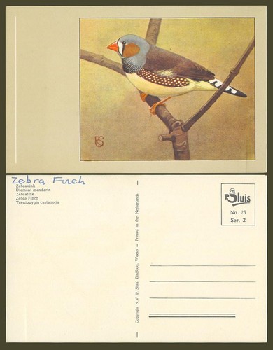 Zebra finch bird taeniopygia - finch, bird,