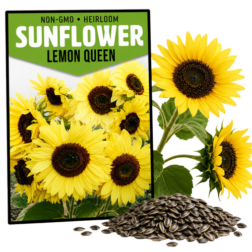 Sunflower seeds for planting - seeds,