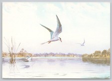 c29285 J C Harrison Common terns  art painting Medici Society postcard