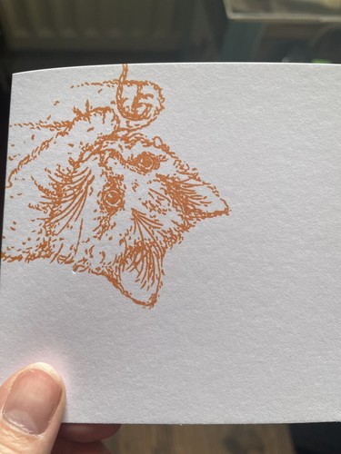 Cat note cards with envelopes - note,