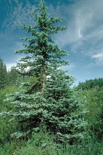 Colorado blue spruce - blue,