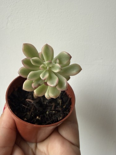 Sedum alice evan variegata - alice, evan’s
