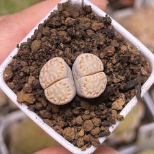 Exact Plant，1pc rare Lithops