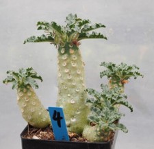 Pot 6.5cm Rare Plant