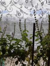 Tulsi Seeds Ram Tulsi seeds