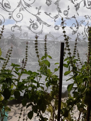Tulsi seeds ram - seeds,