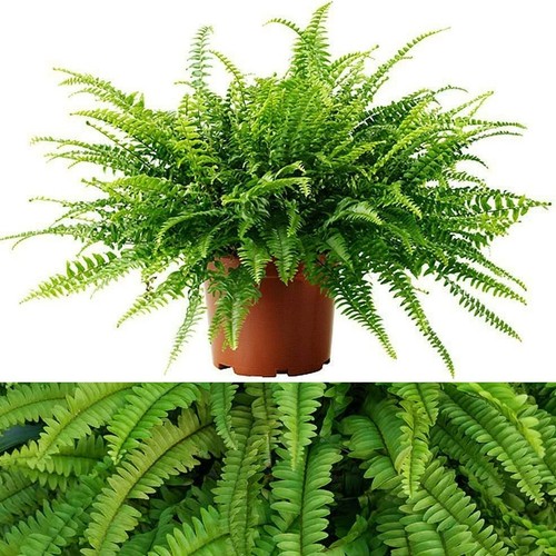Boston fern nephrolepis - boston,