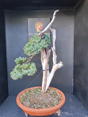 Tanuki needle juniper bonsai - needle,