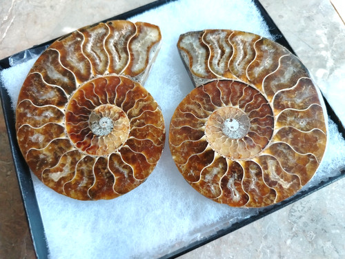 New 10cm ammonite - *new*,