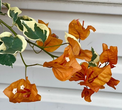 Stock bougainvillea - stock,