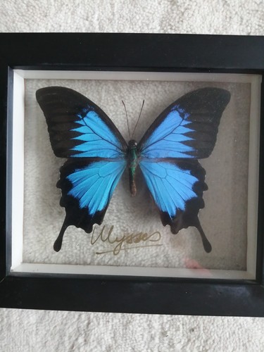 Papilio ulysses - ulysses,