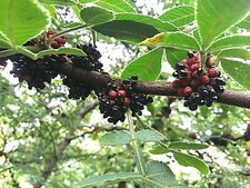 LEMON PEPPER, Andaliman, Zanthoxylum acanthopodium hardy herb shrub or tree 10cm