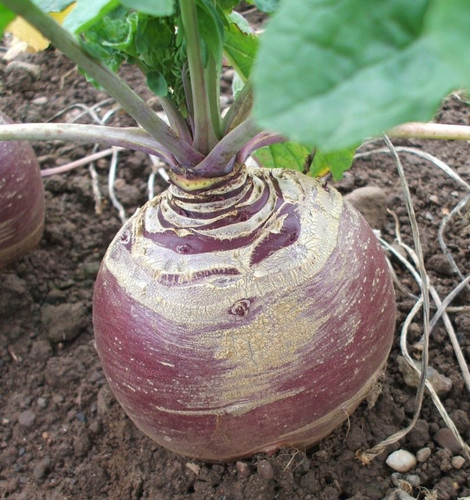 250 swede marian seeds - x,