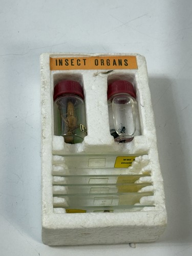 Vintage insect organs - insect,