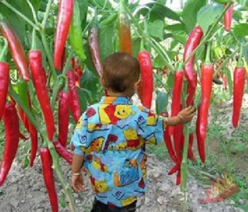 Organic bio giant red - organic,