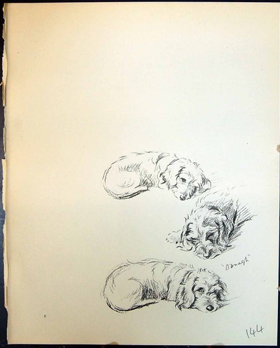 Old print oonagh terrier - oonagh,