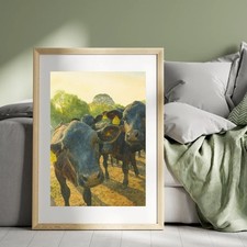 Curious Aberdeen Angus Cattle