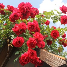 Rambling Rose, Paul's Scarlet
