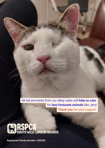 Rspca london treated jerry - sw,