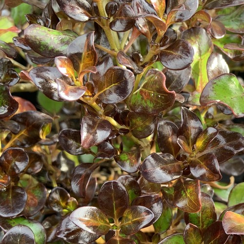 Coprosma midnight martini - martini,