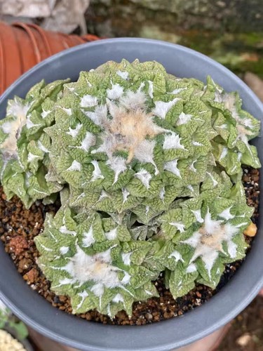 11cm rare live house plant - live,