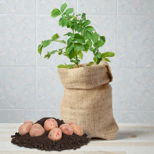 Potato growing kit with - growing,