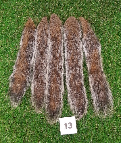 Genuine grey squirrel - 5,
