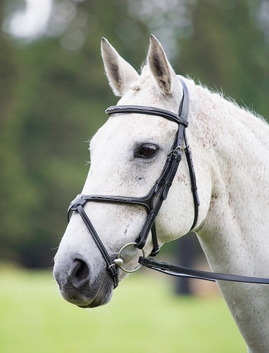 Shires avignon grackle bridle - shires,