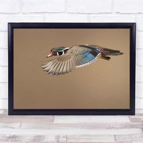 Wood duck bird flight - duck,