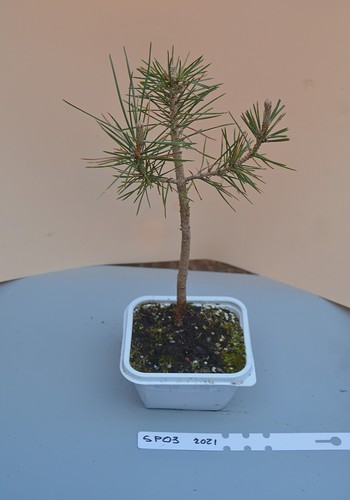Bonsai scots pine tree 5 - bonsai,