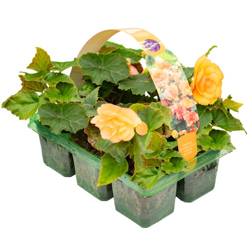 Begonia trailing golden - begonia,