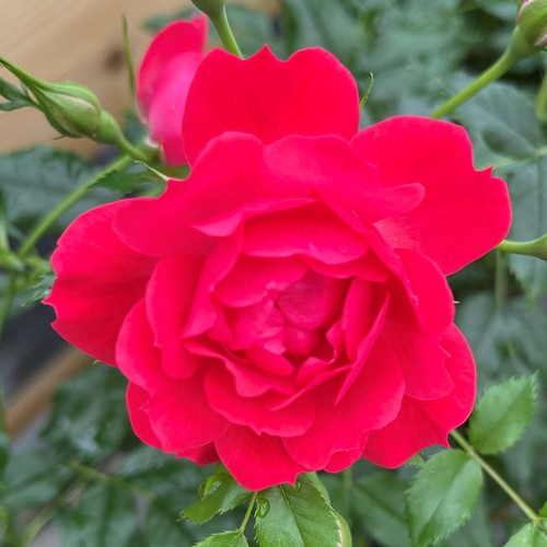 Patio rose raspberry royale - raspberry,