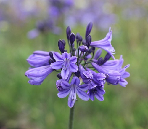 New agapanthus medan blue - new,