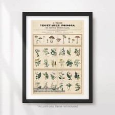 VINTAGE POISONS CHART ART