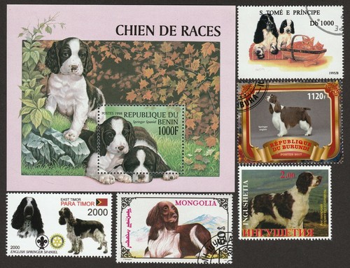 English springer spaniel - english, **