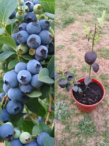 Blueberry plant - 1x,